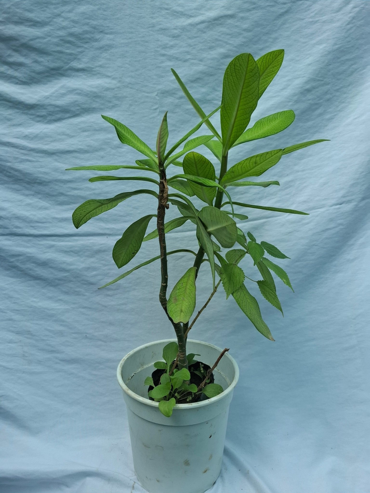 LECHERO AFRICANO - ÁRBOL DE LA VIDA - Vivero Origenes