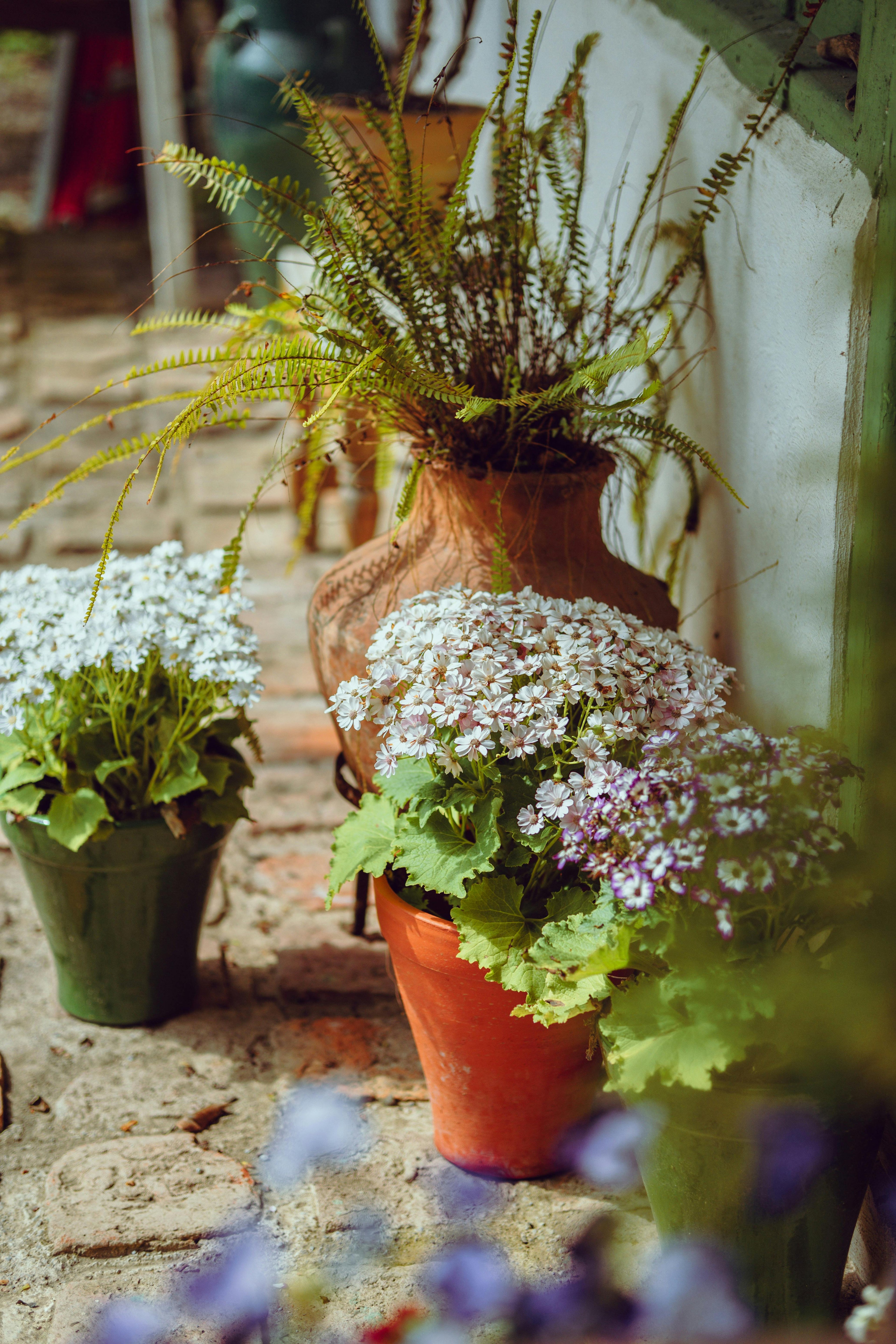 Plantas Ornamentales - Vivero Origenes