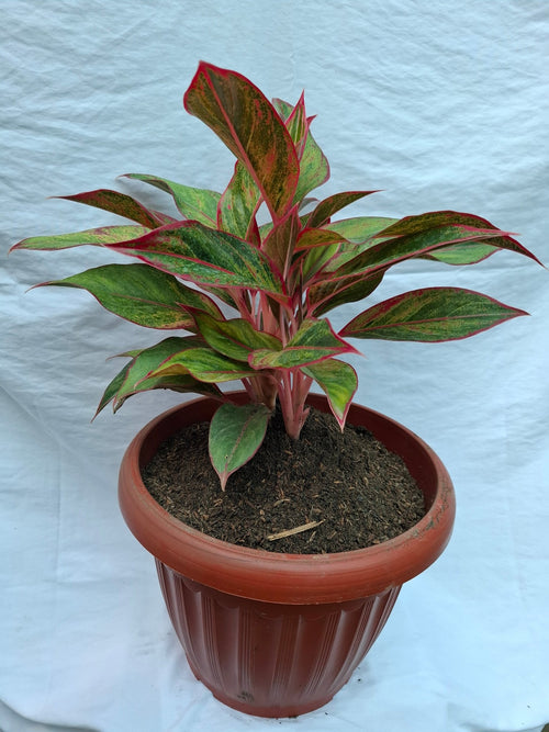 AGLAONEMA ROJA - Vivero Origenes