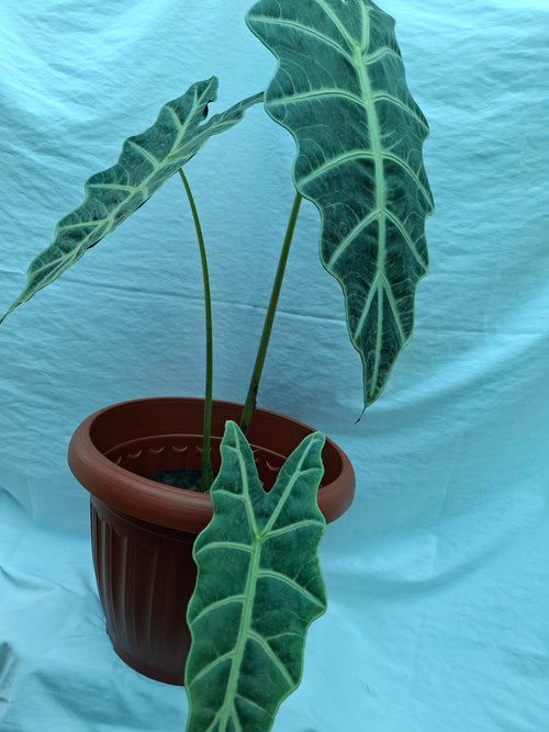 ALOCASIA AMAZÓNICA - CARA DE CABALLO - Vivero Origenes