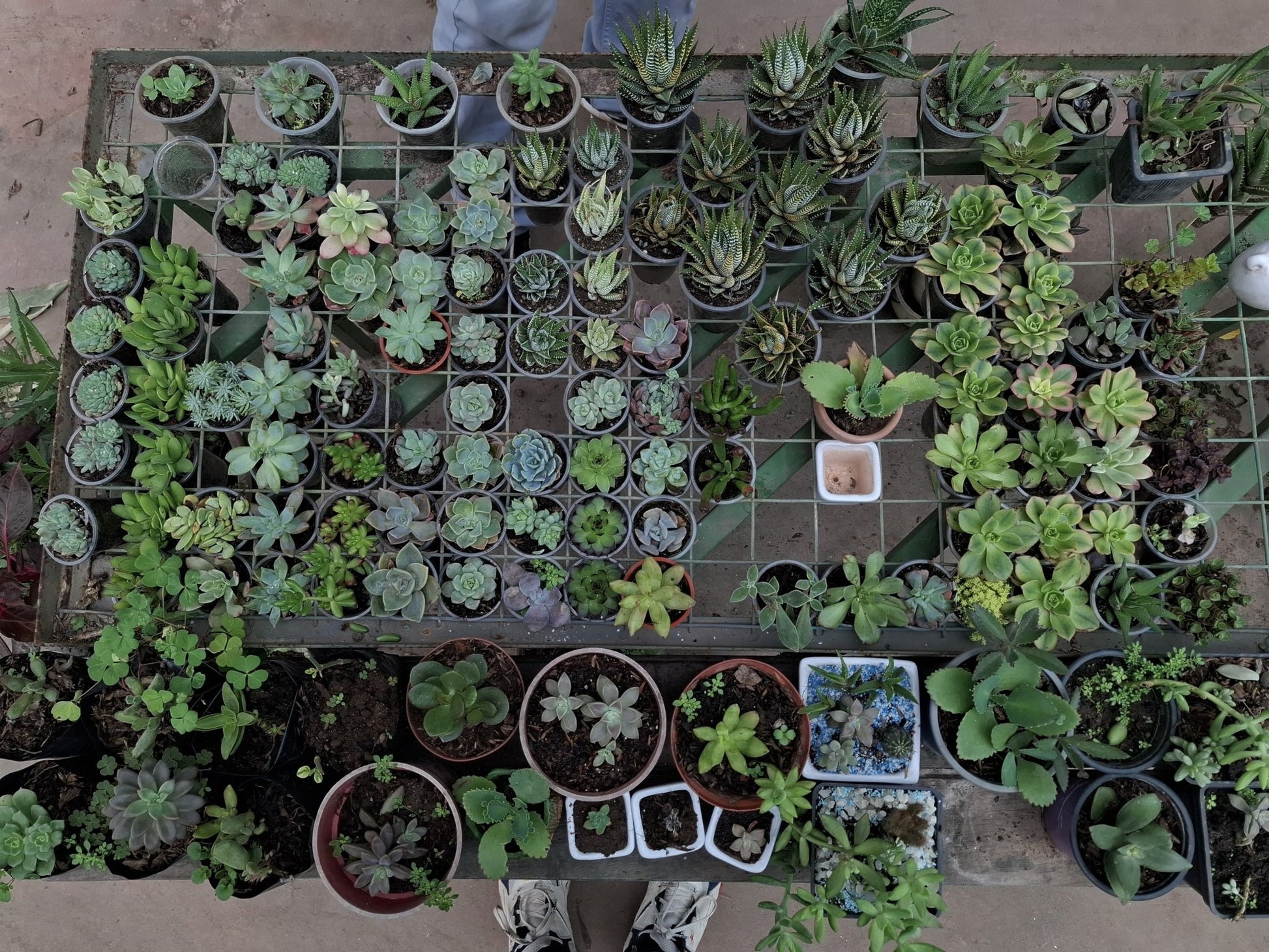 ¿ARMA TU KIT DE TERRARIO - SELECCIÓN PERSONALIZADA DE SUCULENTAS - Vivero Origenes