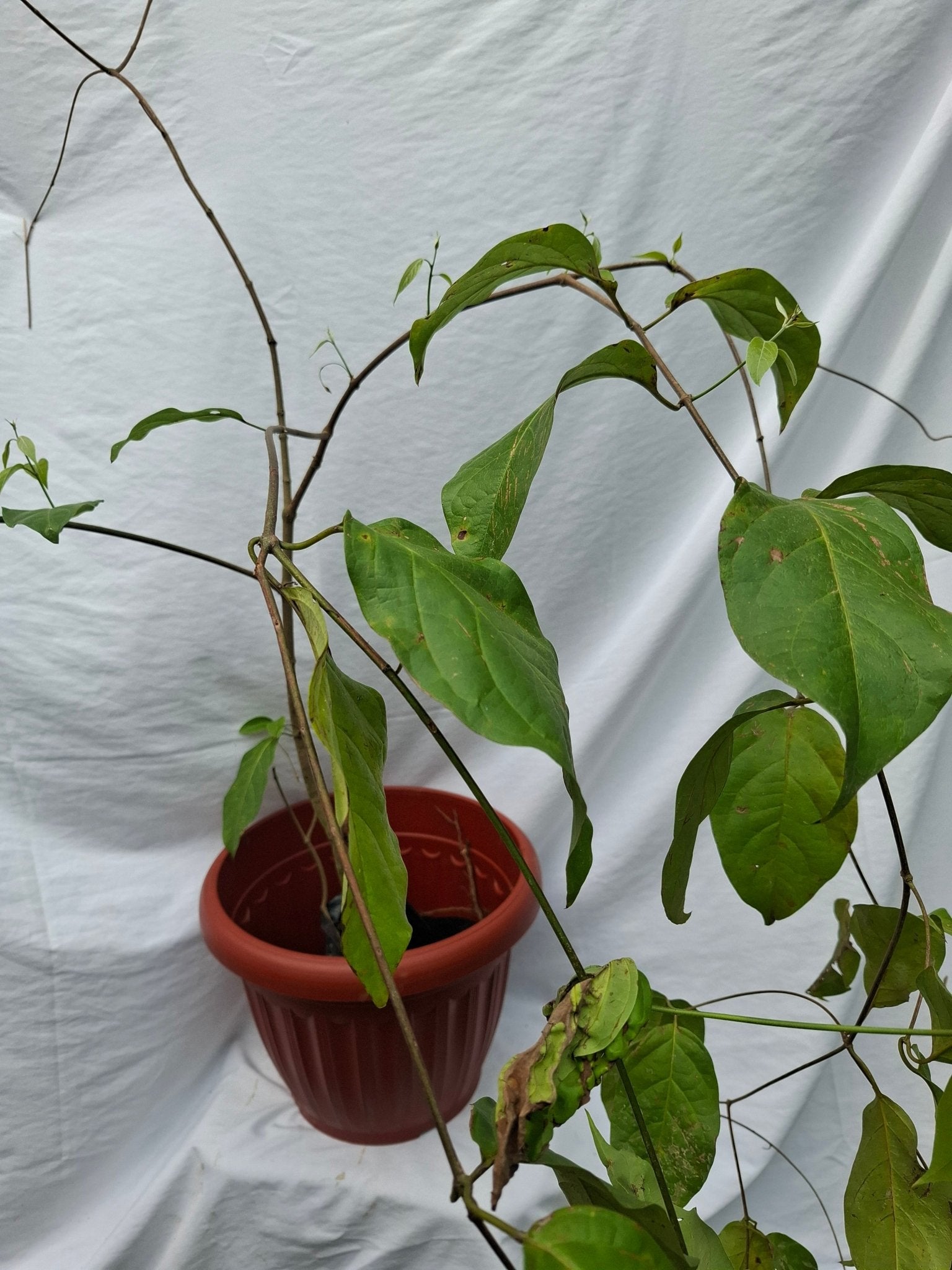 AYAHUASCA - Vivero Origenes