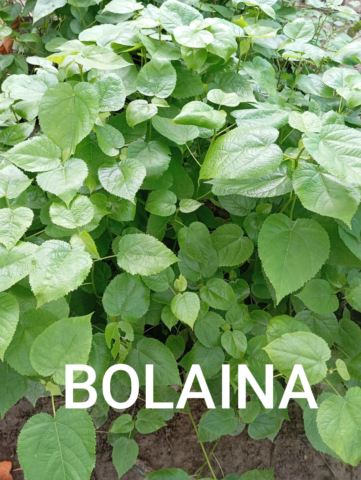 BOLAINA - Vivero Origenes