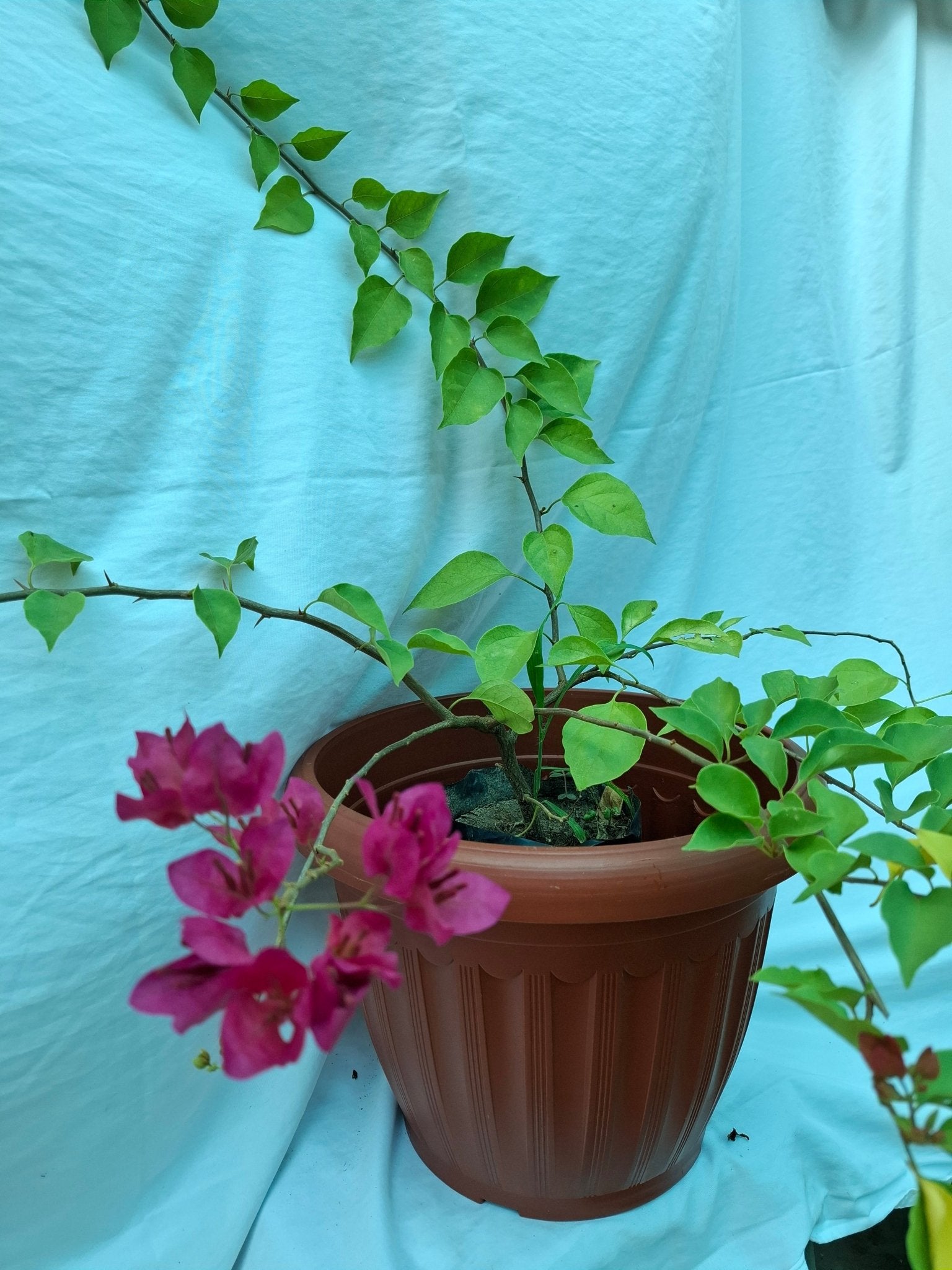 BUGANVILLA FUCSIA - Vivero Origenes
