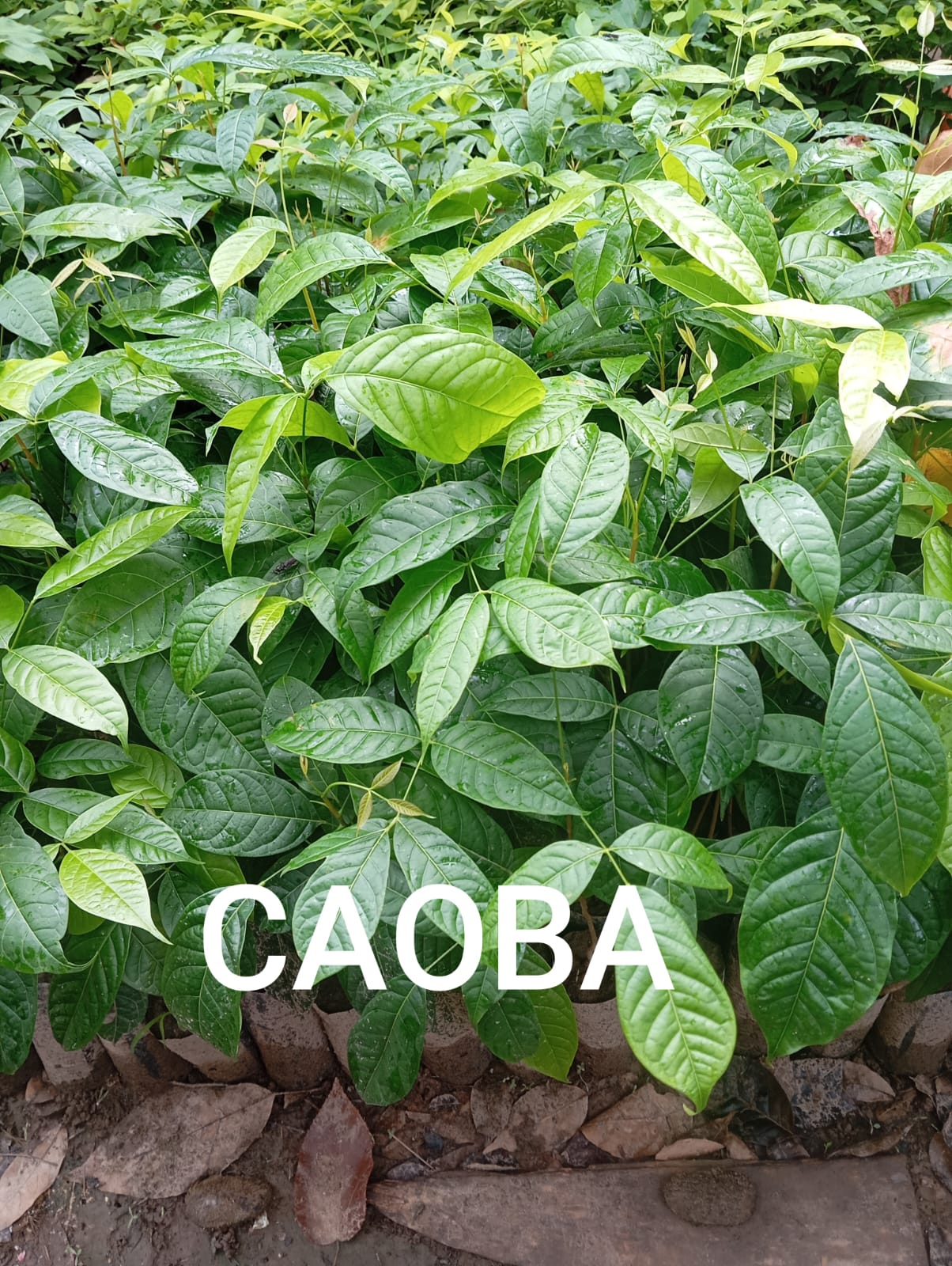 CAOBA - Vivero Origenes