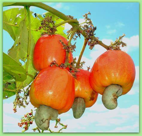 CASHO - Vivero Origenes