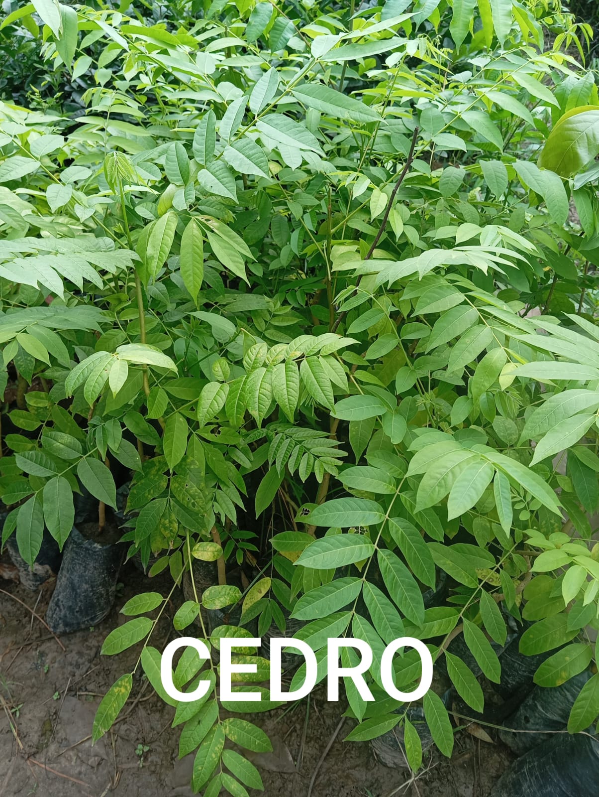 CEDRO - Vivero Origenes