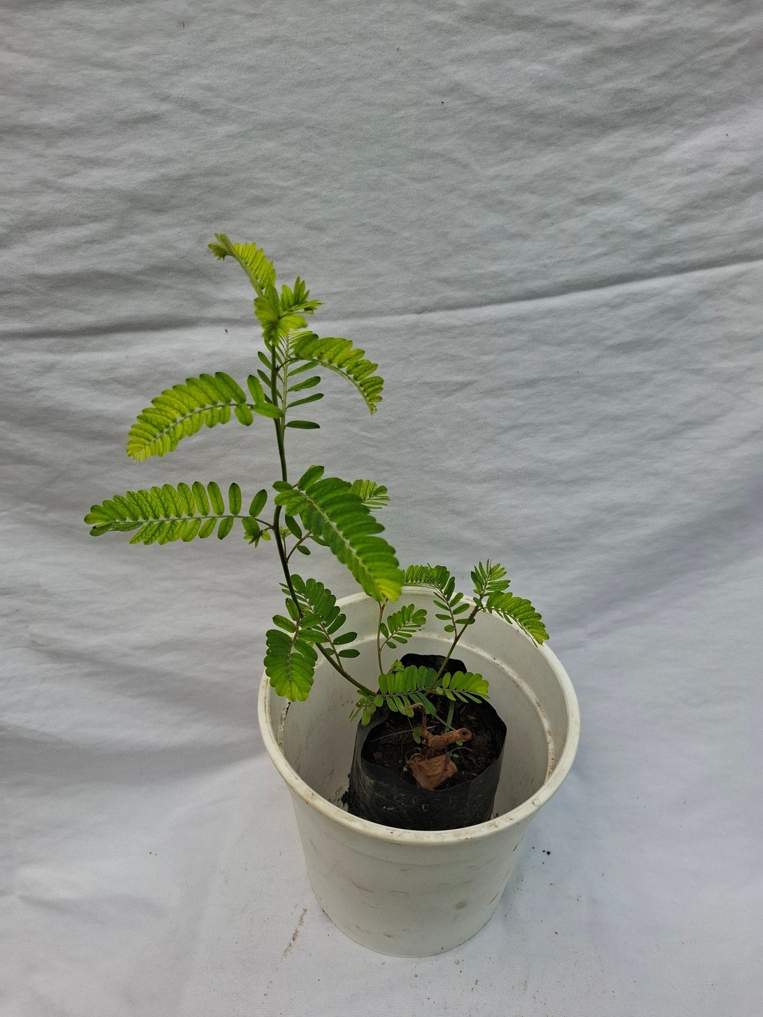 CHANCA PIEDRA - Vivero Origenes