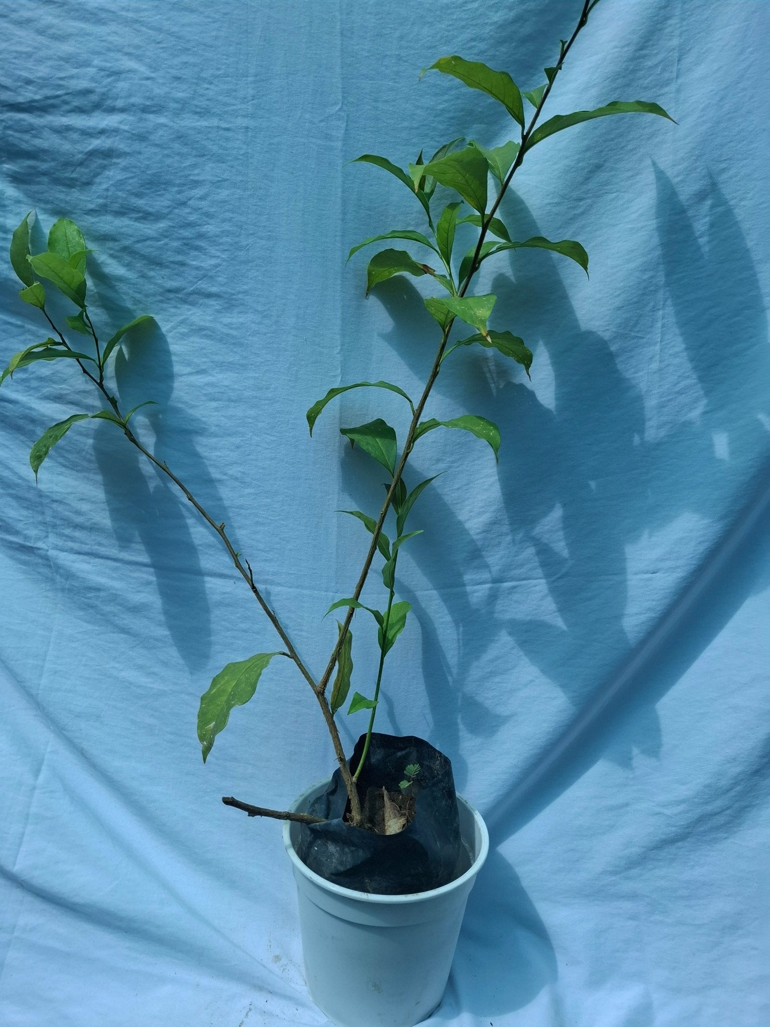 CHIRIC SANANGO - Vivero Origenes