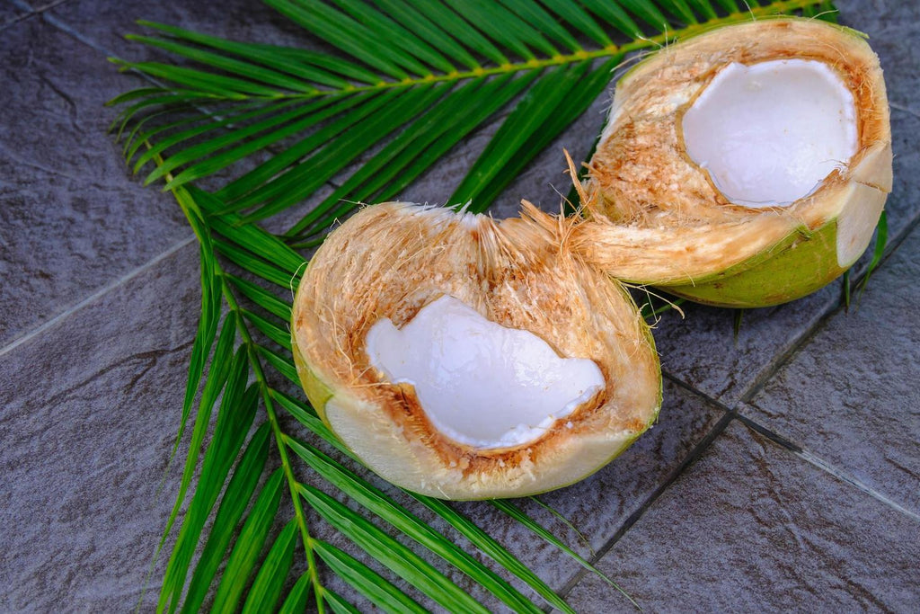 COCO - Vivero Origenes