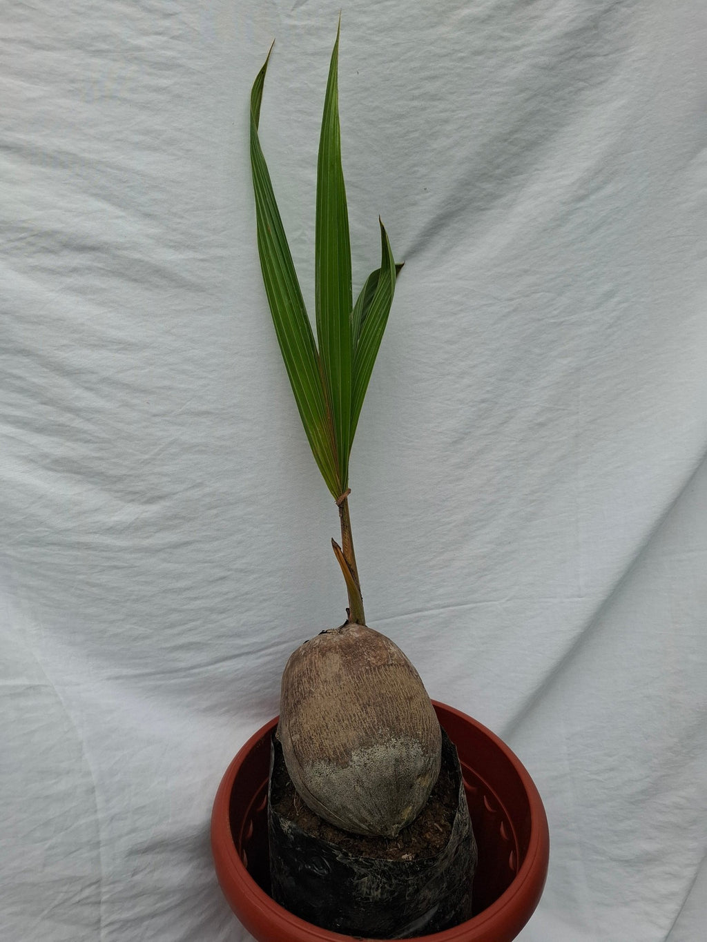 COCO - Vivero Origenes