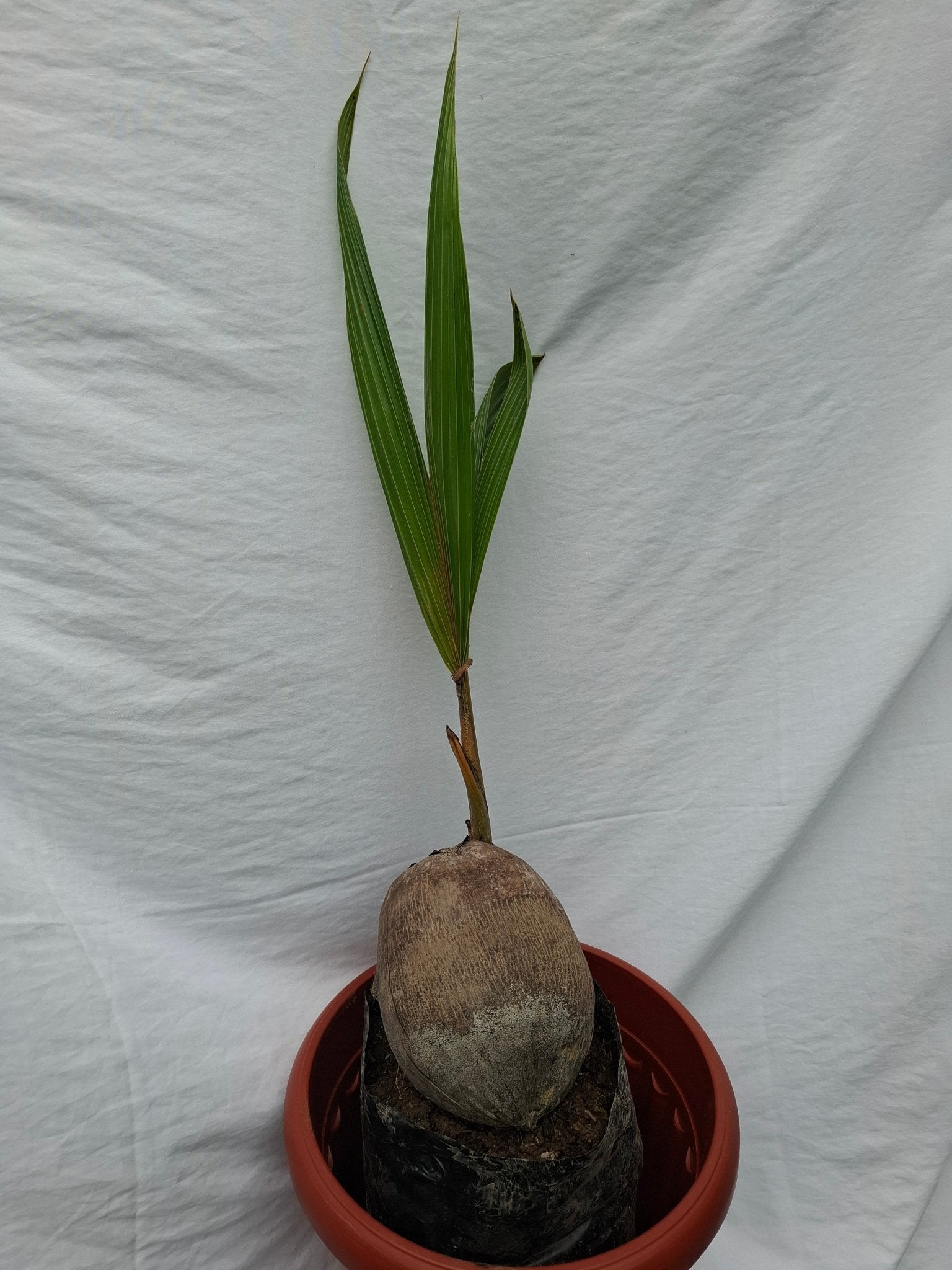 COCO - Vivero Origenes