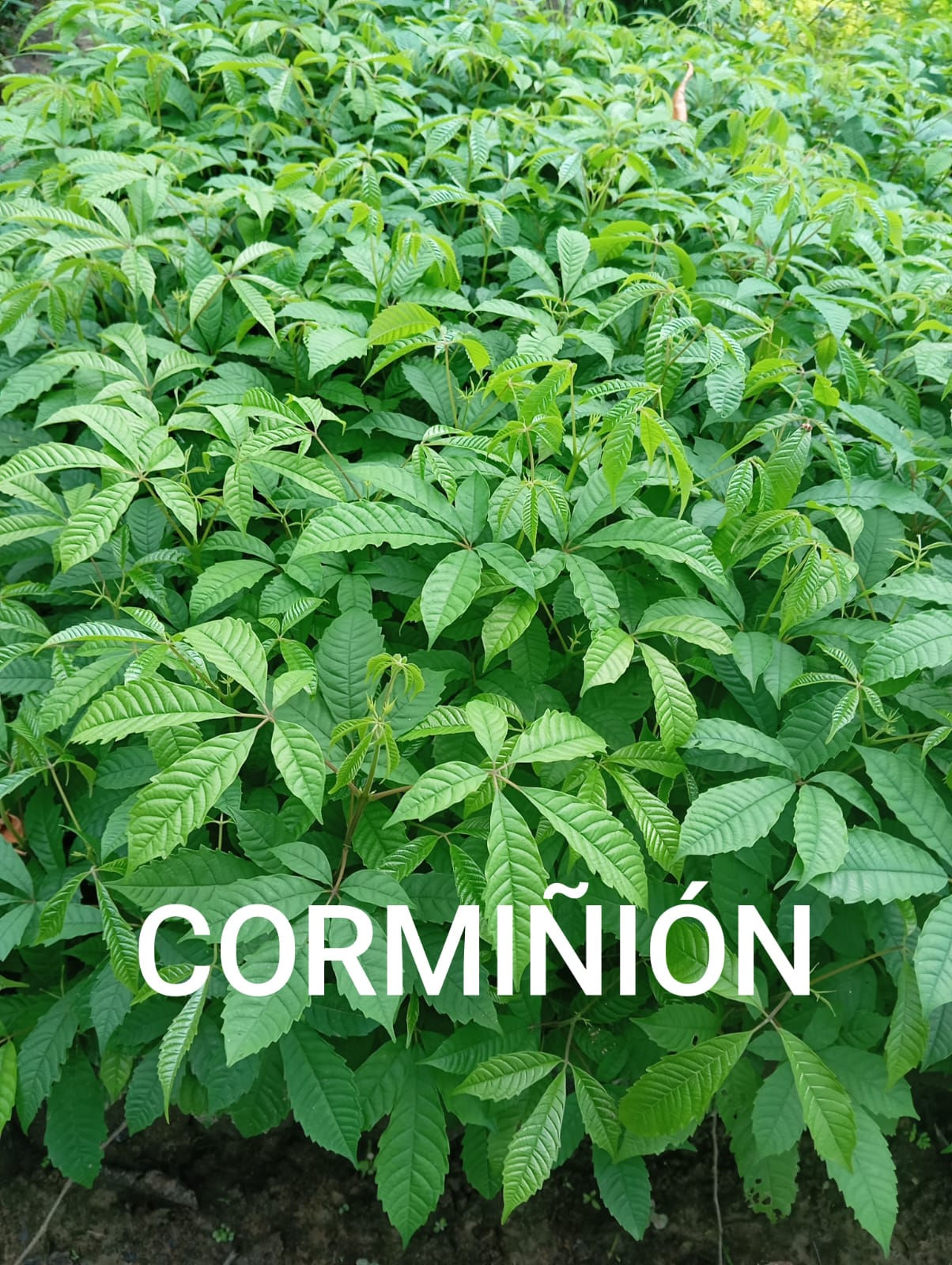 CORMIÑON - Vivero Origenes
