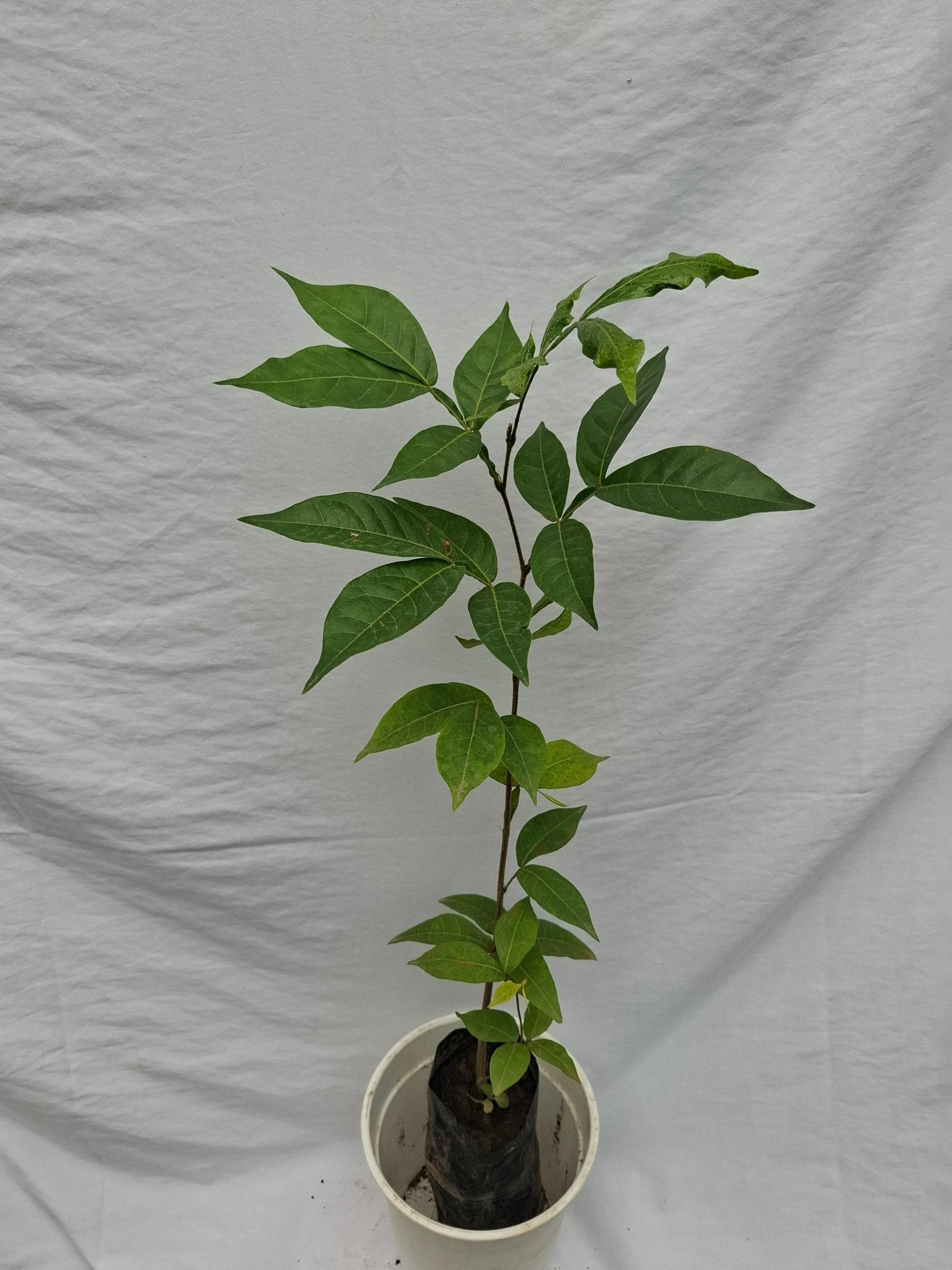 GUABA - Vivero Origenes