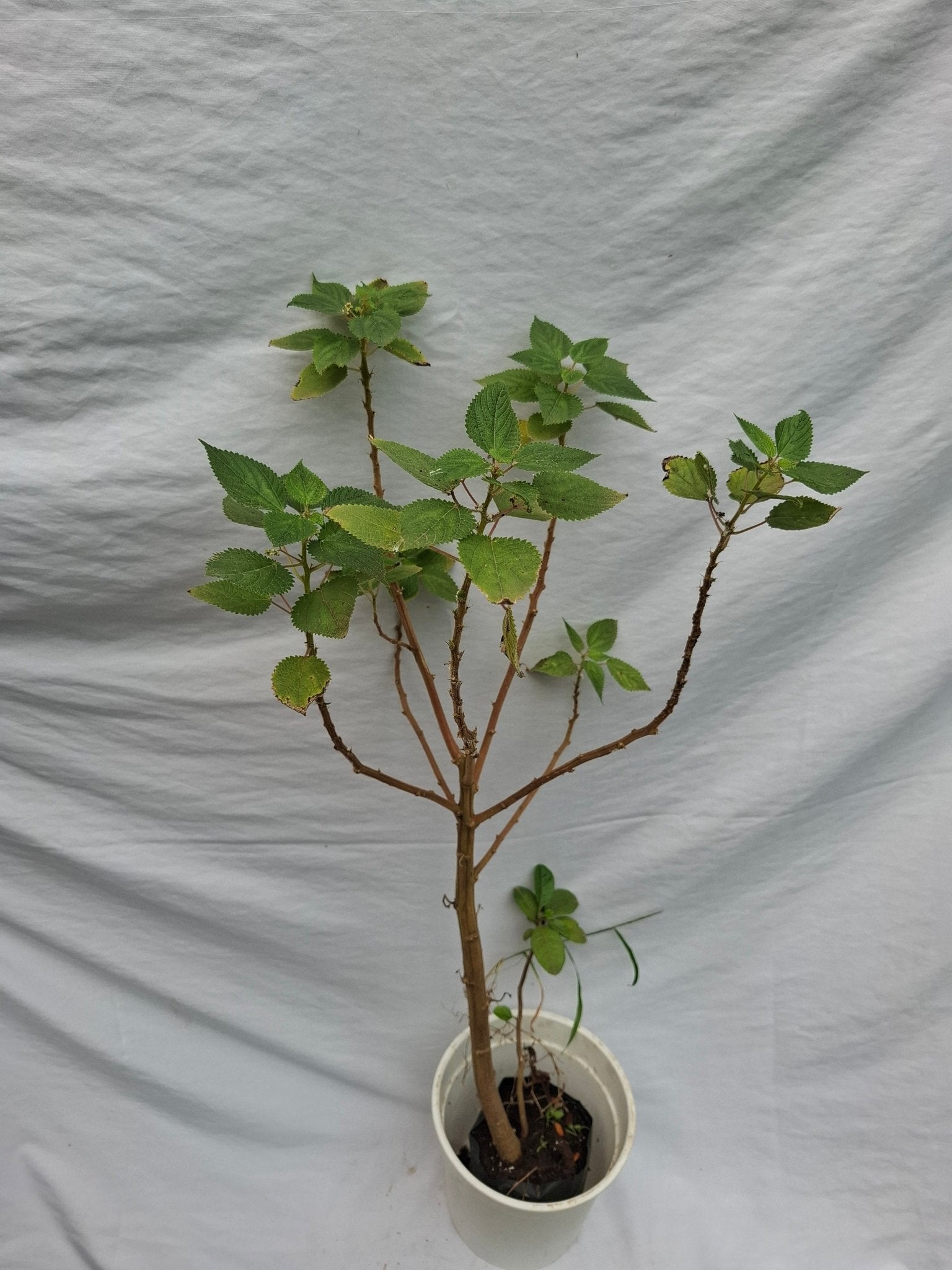 ISHANGA - Vivero Origenes