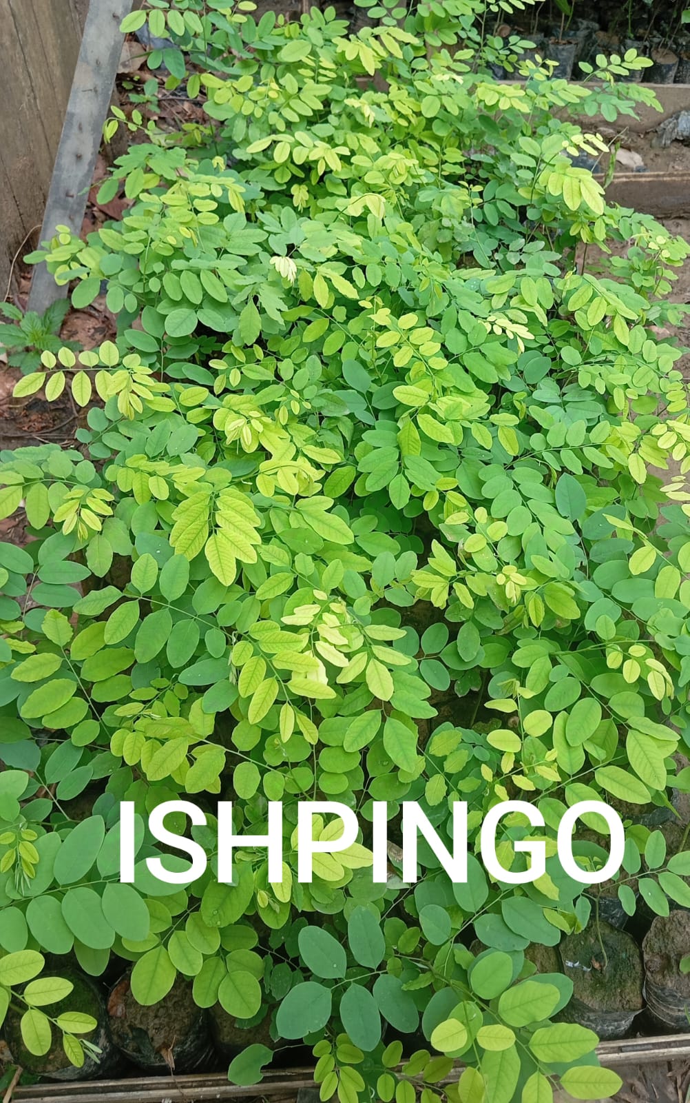 ISHPINGO - Vivero Origenes