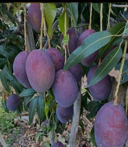 MANGO - Vivero Origenes