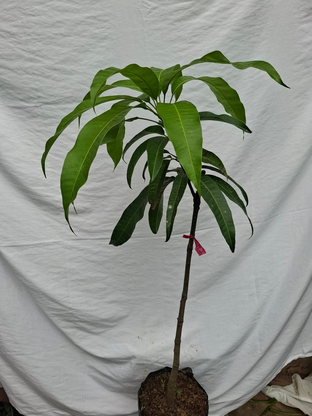MANGO - Vivero Origenes