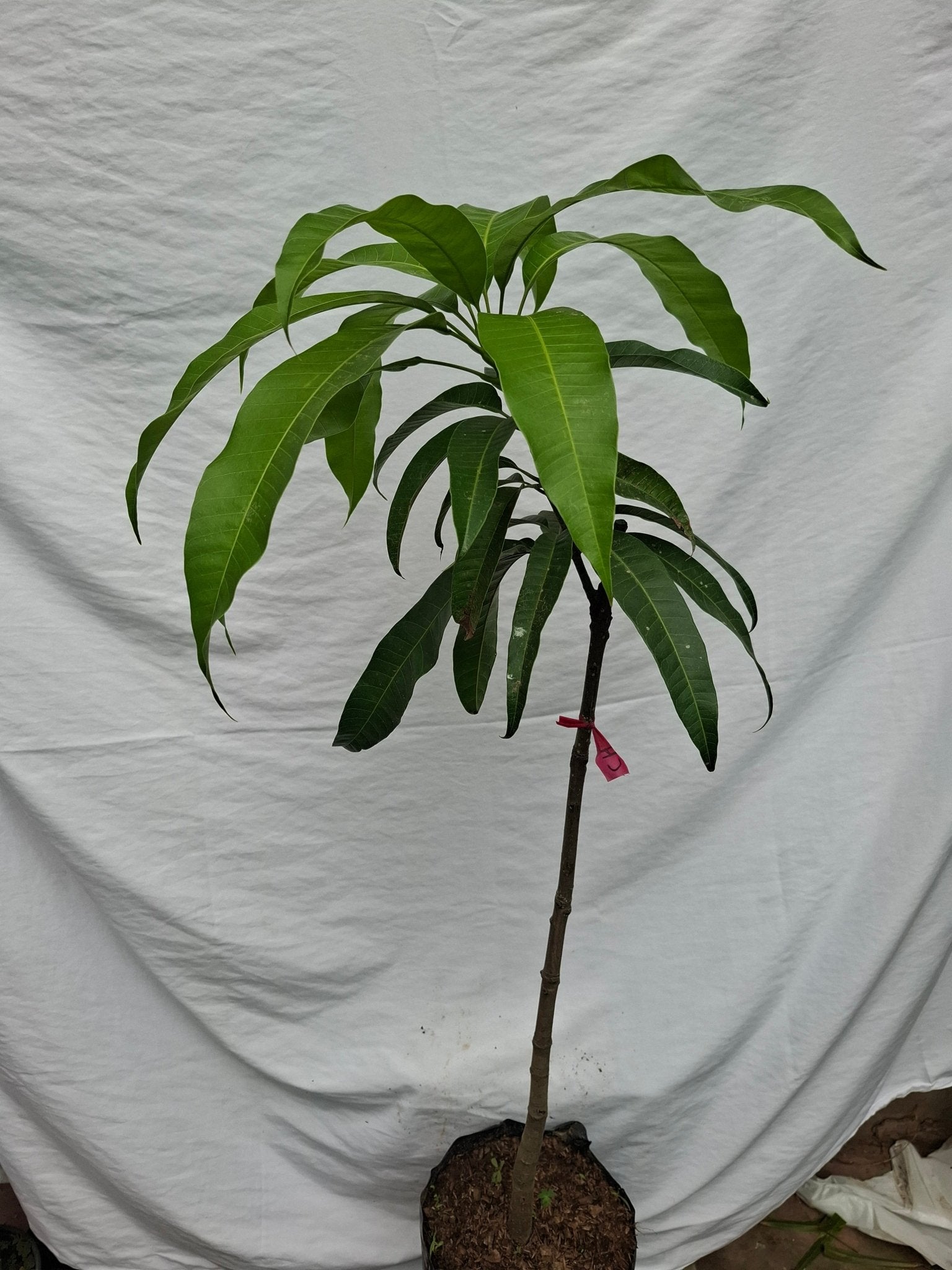MANGO - Vivero Origenes