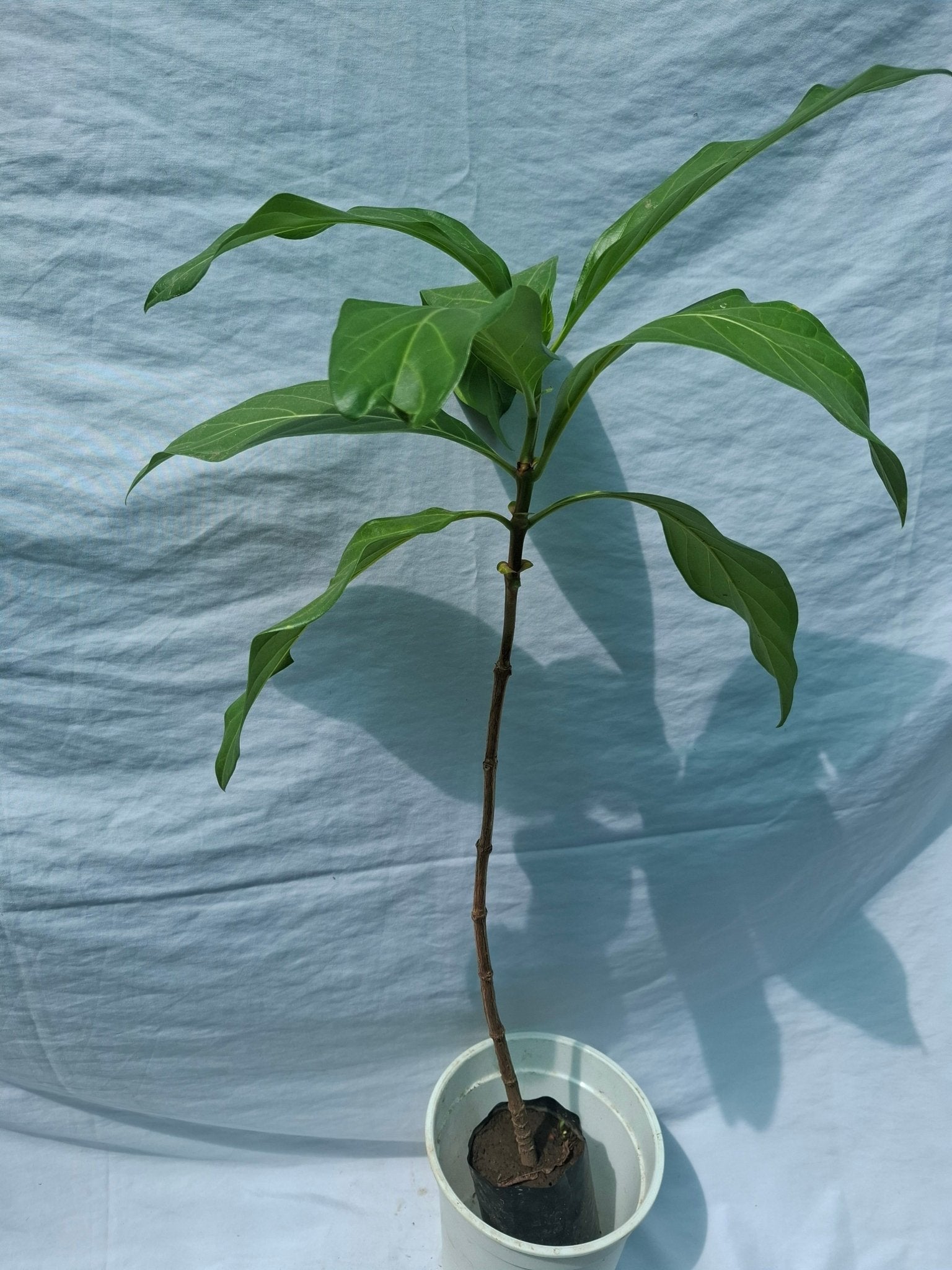 NONI - Vivero Origenes