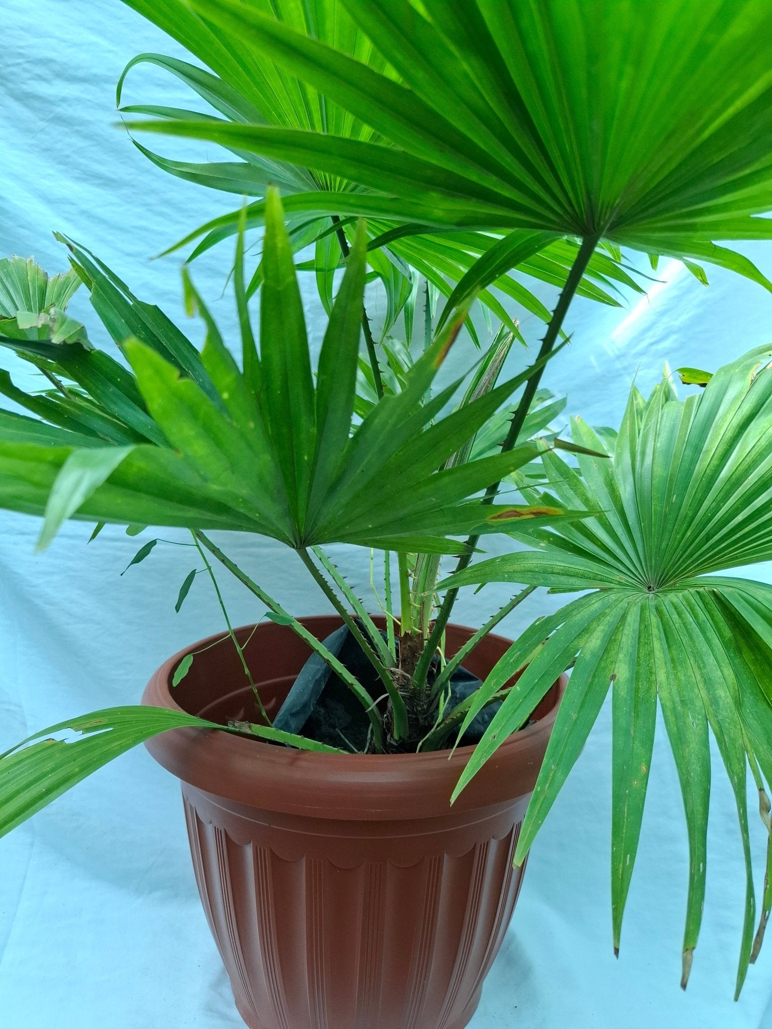 PALMERA ABANICO ESPINOSA - Vivero Origenes