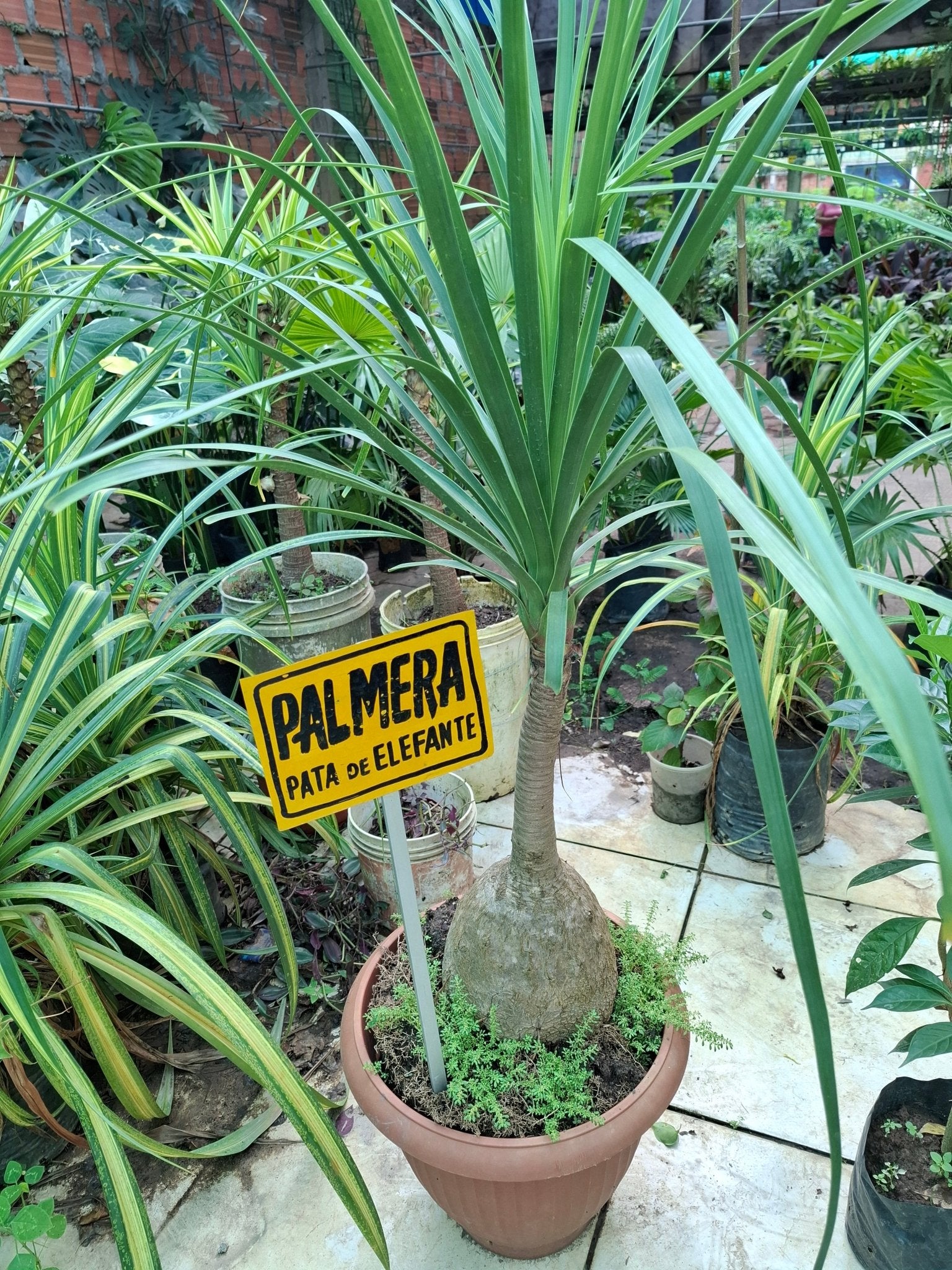 PALMERA PATA DE ELEFANTE - Vivero Origenes