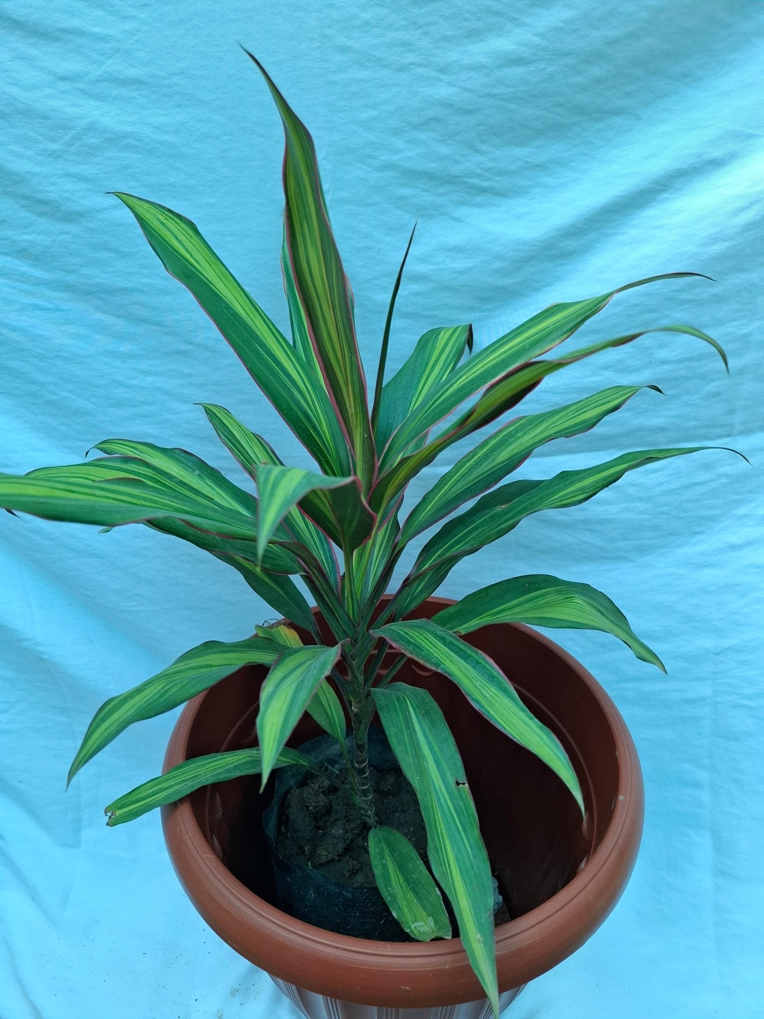PALMERA TRICOLOR - DRACAENA MARGINATA - Vivero Origenes
