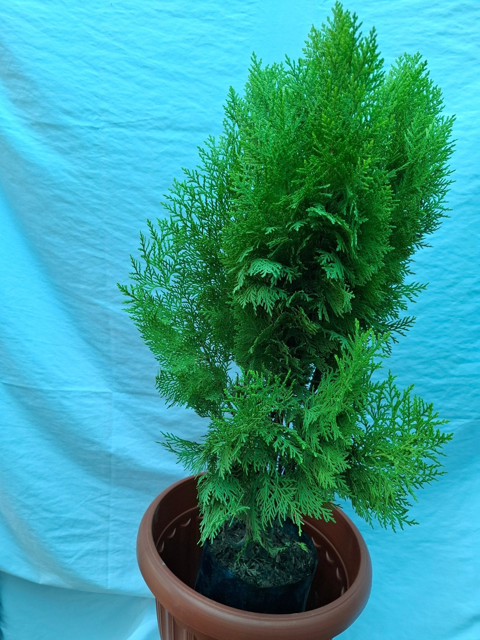 PINO - Vivero Origenes