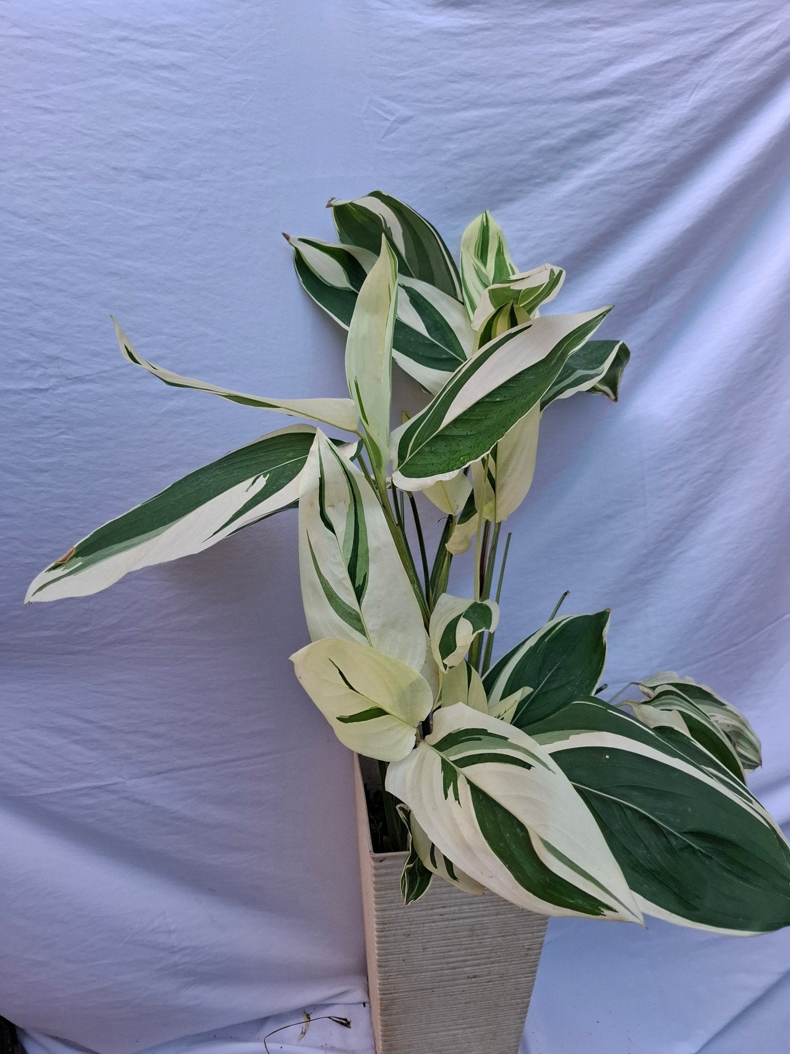 PLUMA DE INDIO - Vivero Origenes