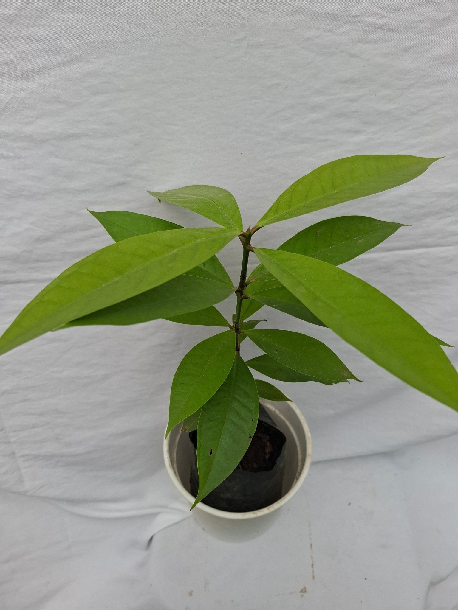 POMA ROSA - Vivero Origenes