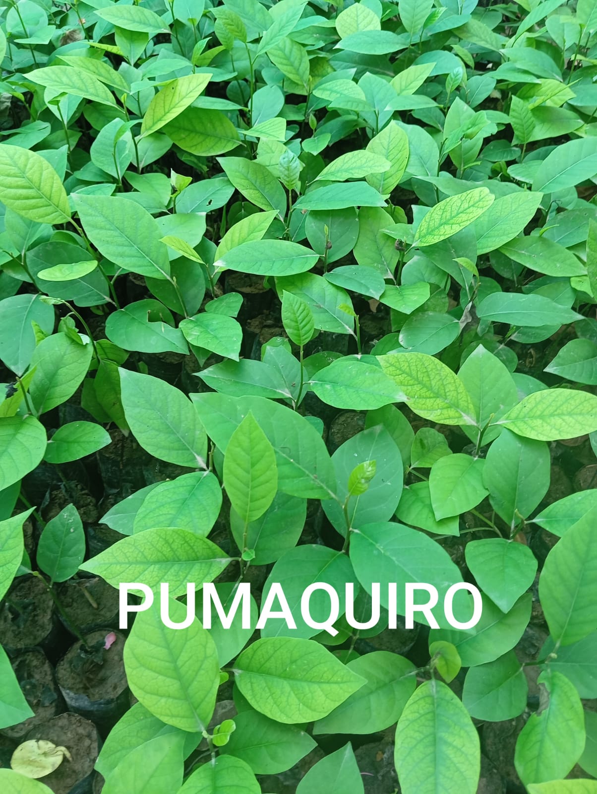 PUMAQUIRO - Vivero Origenes