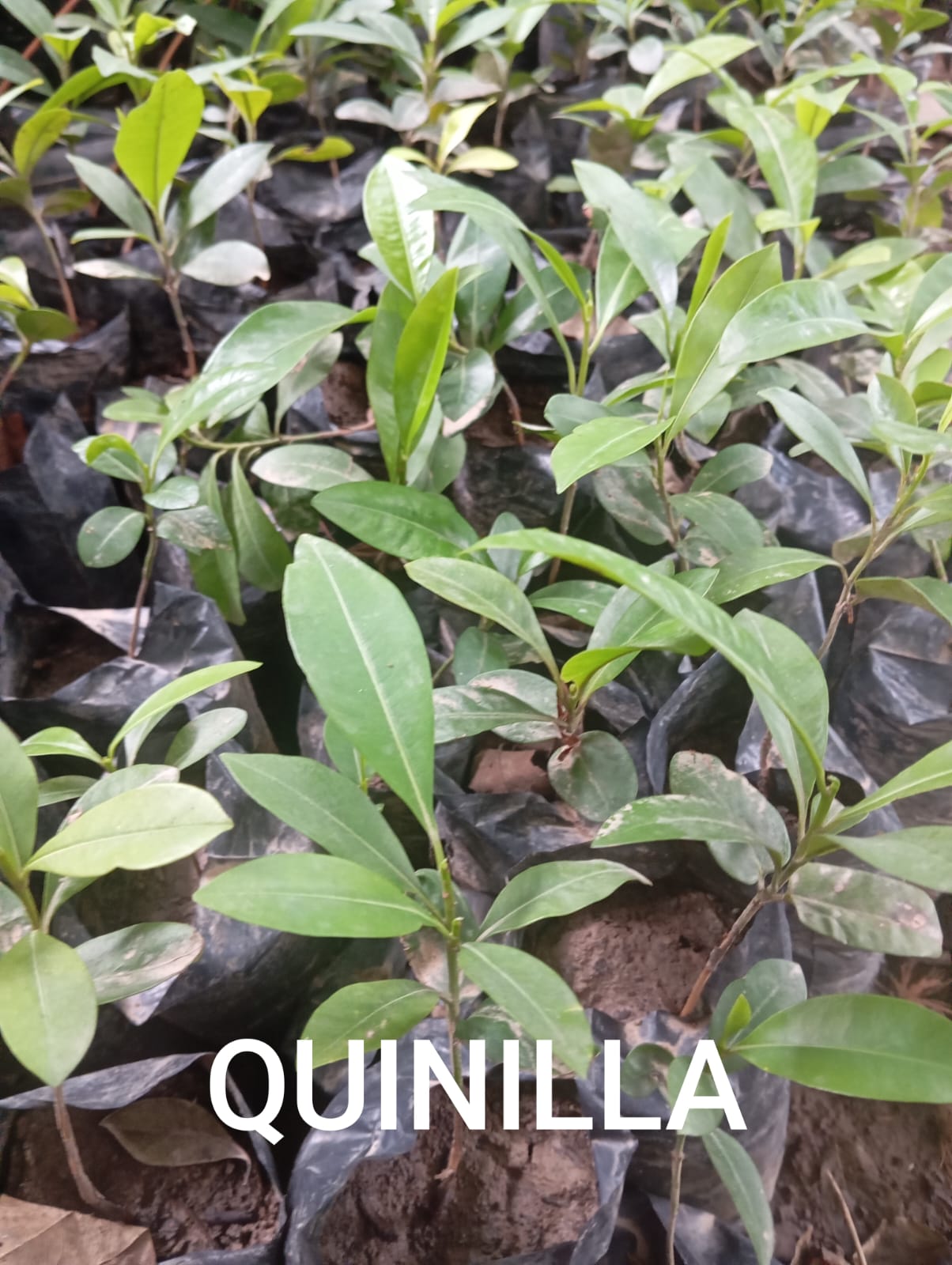 QUINILLA - Vivero Origenes