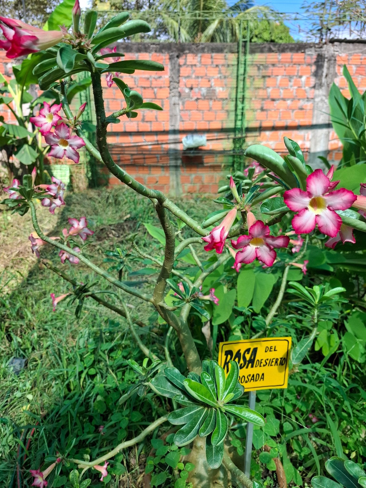 ROSA DEL DESIERTO - Vivero Origenes