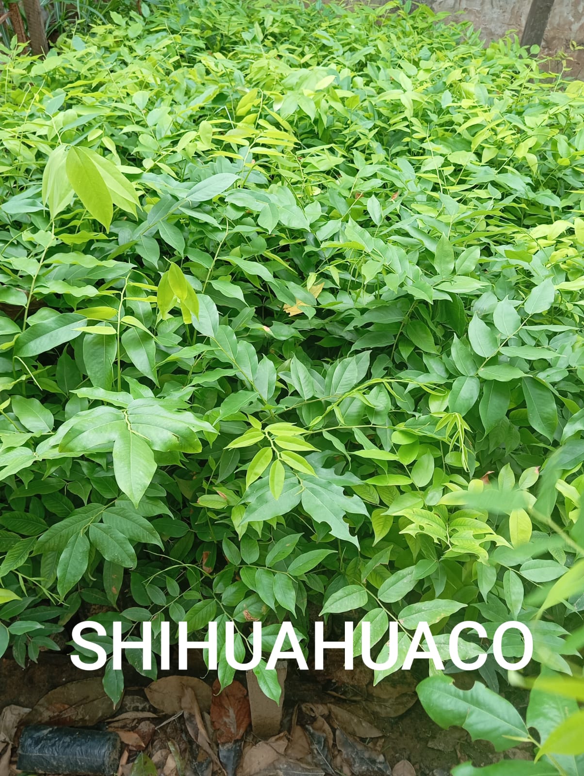 SHIHUAHACO - Vivero Origenes