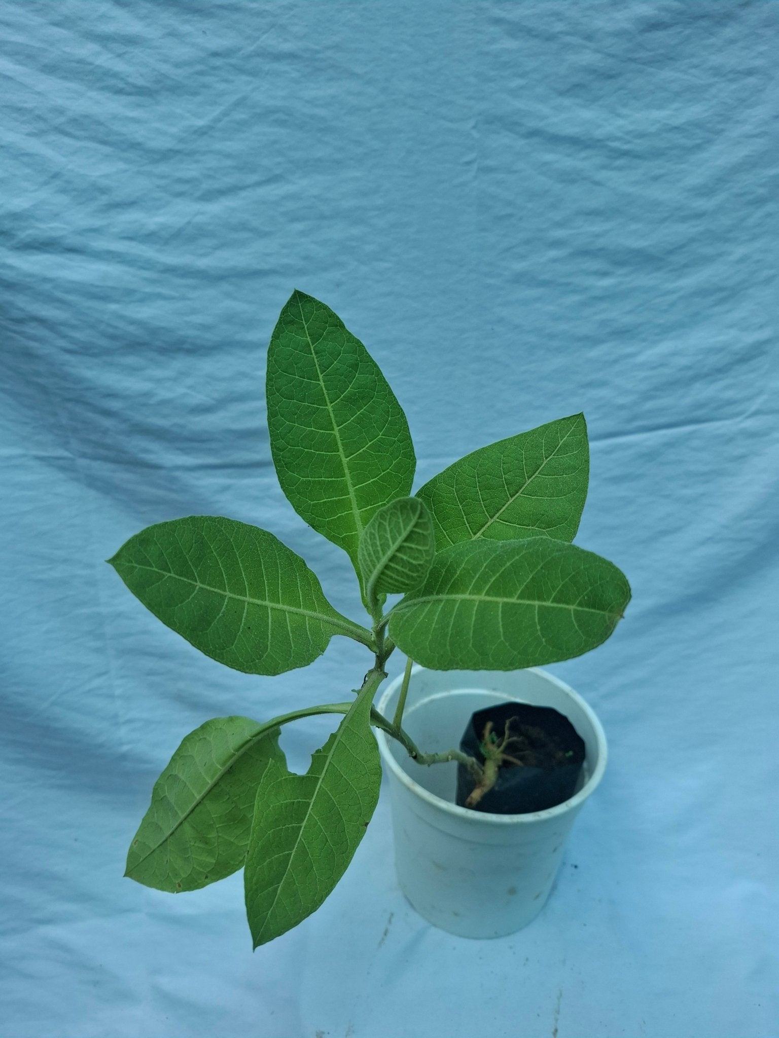 TABACO - Vivero Origenes