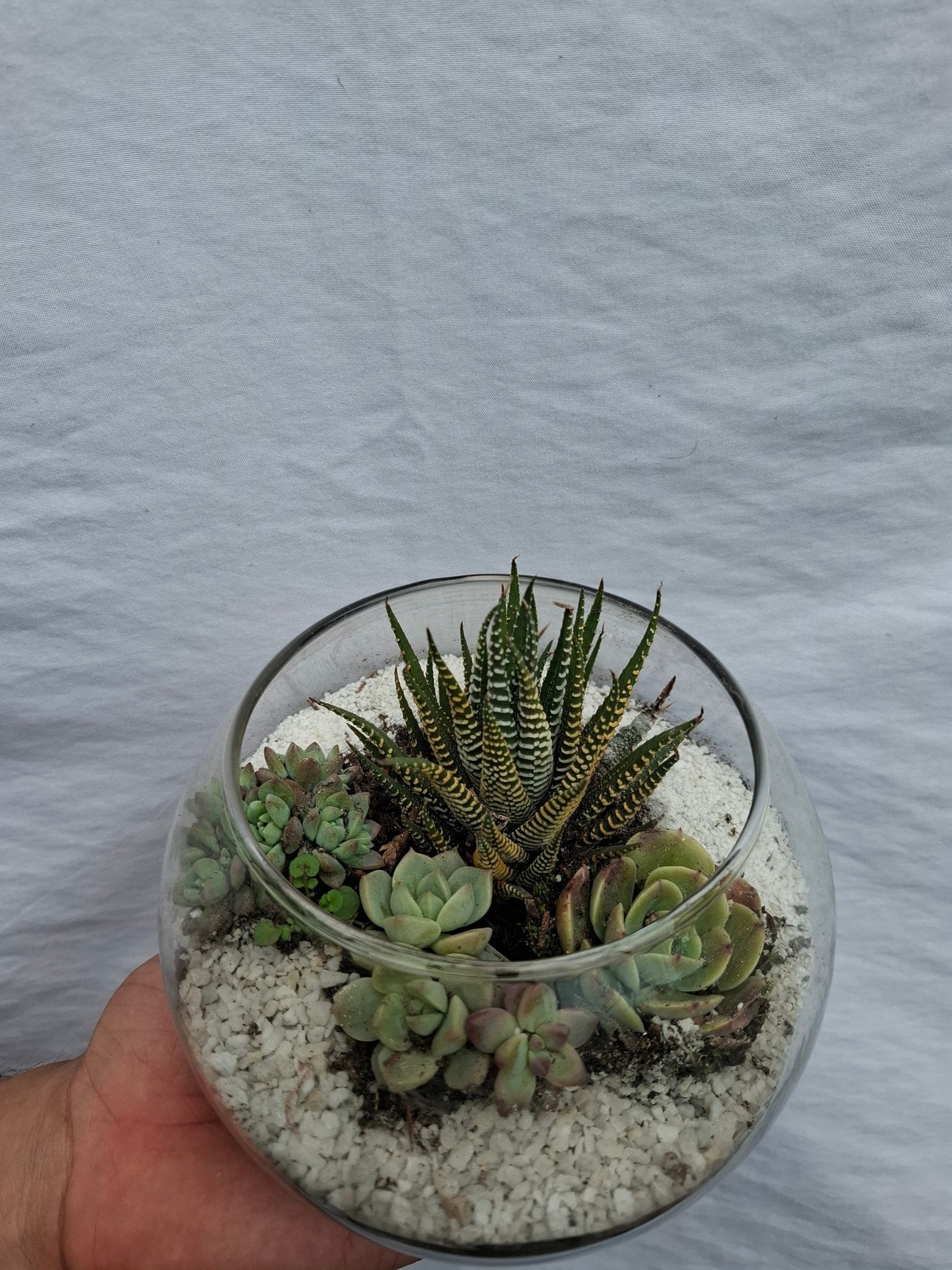 TERRARIO DE SUCULENTAS EN PECERA DE VIDRIO - Vivero Origenes